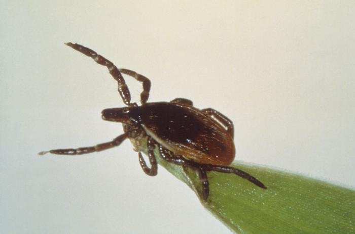Deer tick, Ixodes scapularis. From Public Health Image Library (PHIL). [12]