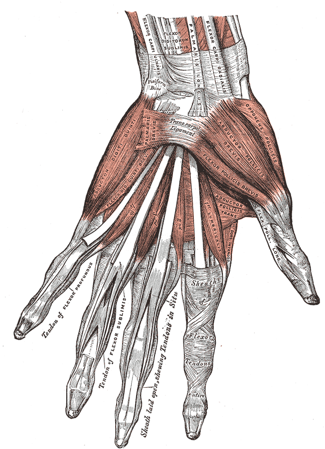 The muscles of the left hand. Palmar surface.