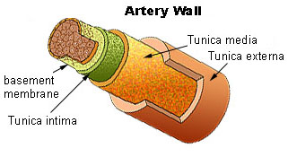 The basal lamina is a component of the basement membrane that separates epithelium from the underlying connective tissue.