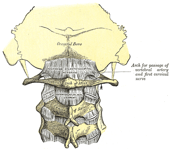 Posterior atlantoöccipital membrane and atlantoaxial ligament.