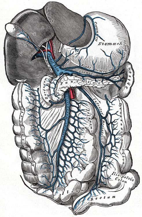 The portal vein and its tributaries.