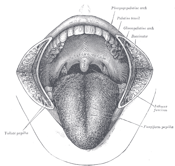 The mouth cavity. The cheeks have been slit transversely and the tongue pulled forward.