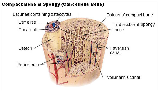 Illu compact spongy bone.jpg