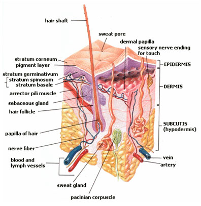 Cross-section of all skin layers.