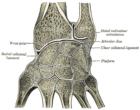 Vertical section through the articulations at the wrist, showing the synovial cavities.