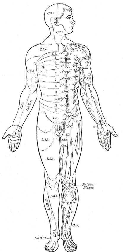 Distribution of cutaneous nerves. Ventral aspect.