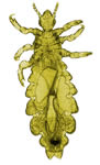 Adult louse