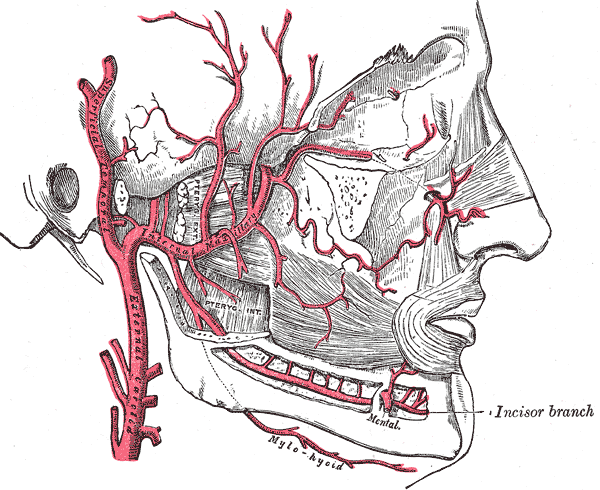 Plan of branches of internal maxillary artery.