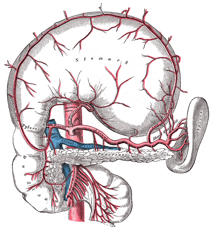 The celiac artery and its branches; the stomach has been raised and the peritoneum removed.