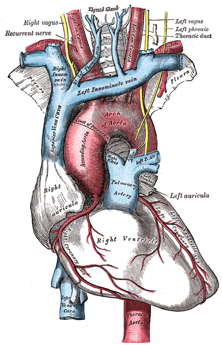 The arch of the aorta, and its branches.