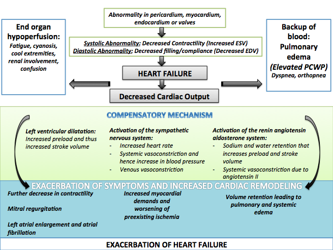 The compensatory mechanisms in heart failure.