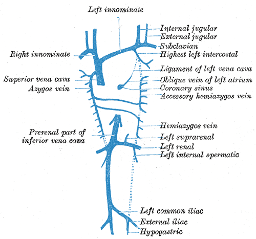 Diagram showing completion of development of the parietal veins.