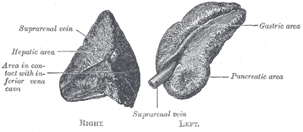 Suprarenal glands viewed from the front.