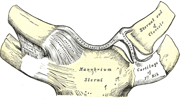 Sternoclavicular articulation. Anterior view.