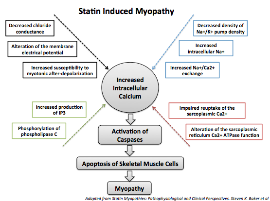 Statin induced myopathy through increased intracellular calcium