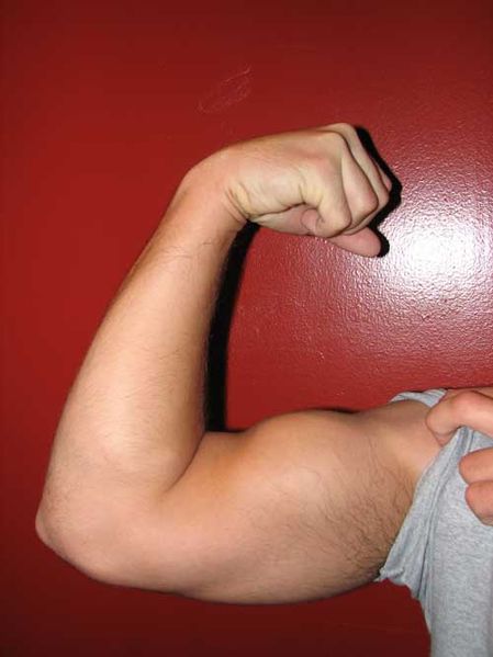 An example of an arm flexed in a supinated position with the biceps fully contracted.