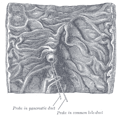 Interior of the descending portion of the duodenum, showing bile papilla.