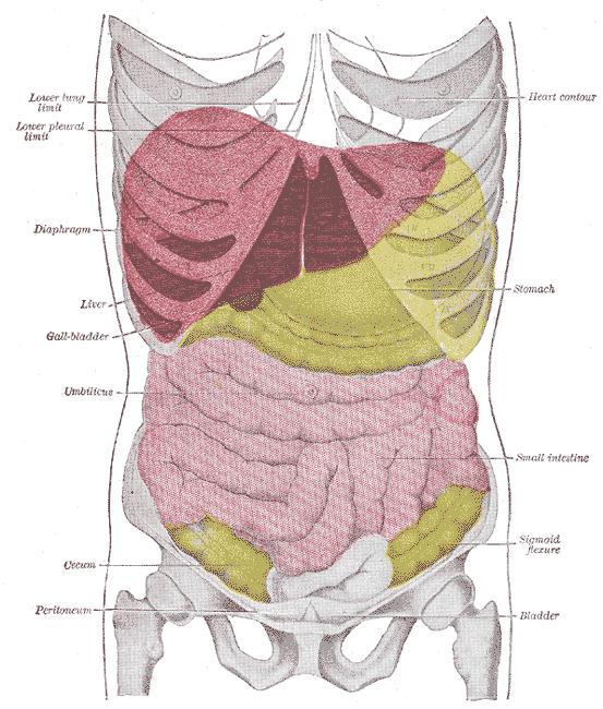 Topography of thoracic and abdominal viscera.