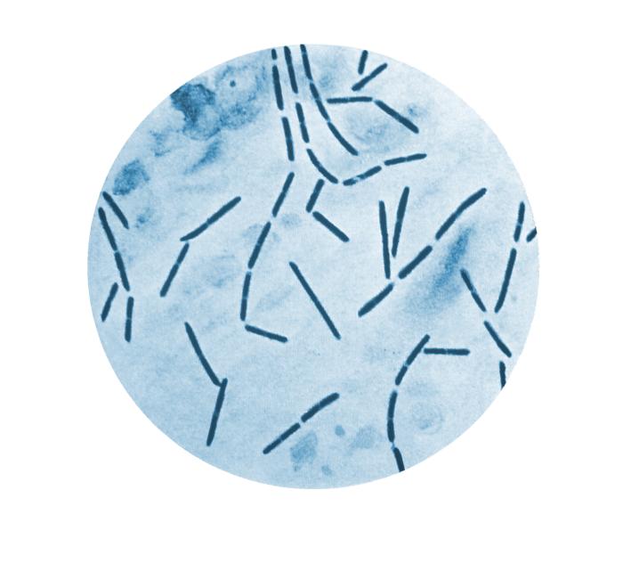 Illustration depicts a photomicrographic view of a methylene blue-stained culture specimen revealing the presence of numerous Clostridium septicum bacteria. From Public Health Image Library (PHIL). [5]