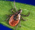 Blacklegged tick (Ixodes scapularis) Adapted from CDC