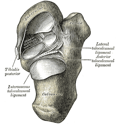 Talocalcaneal and talocalcaneonavicular articulations exposed from above by removing the talus.