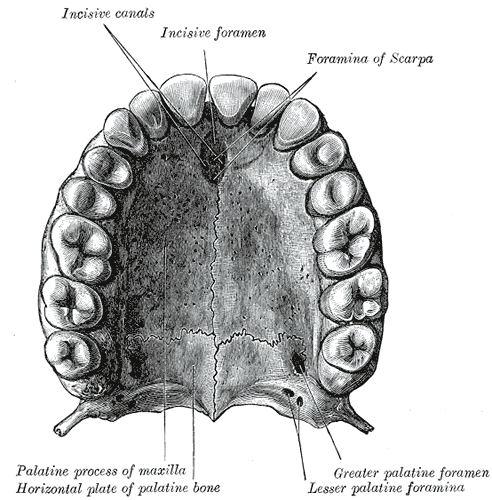 The bony palate and alveolar arch.