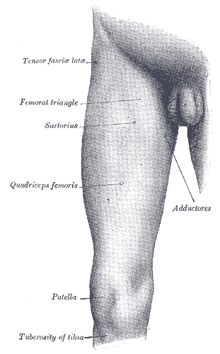 Front and medial aspect of right thigh.