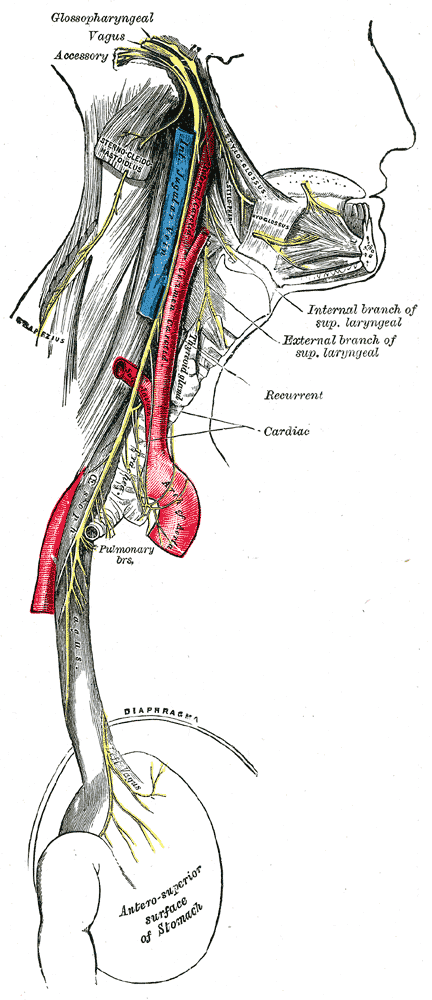 Course and distribution of the glossopharyngeal, vagus, and accessory nerves.