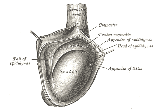 The right testis, exposed by laying open the tunica vaginalis.