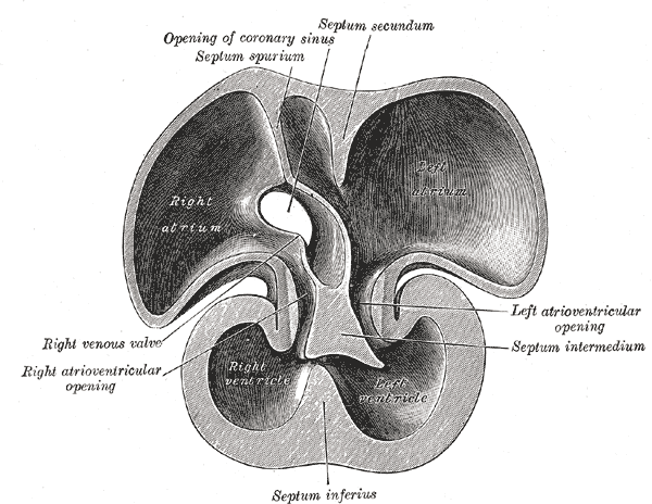 Interior of dorsal half of heart of human embryo of about thirty-five days. (Septum secundum visible at center top.)