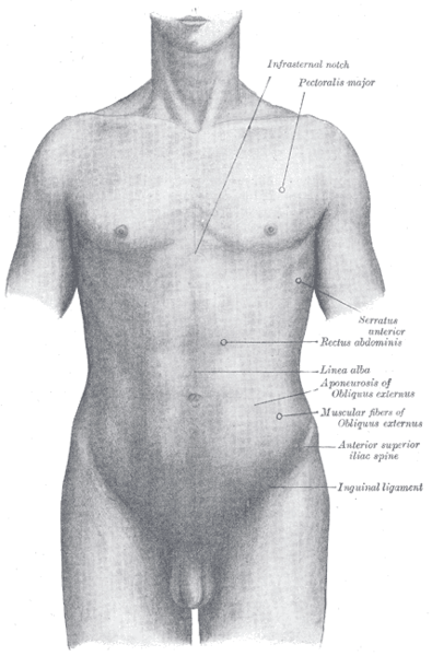 Surface anatomy of the front of the thorax and abdomen.