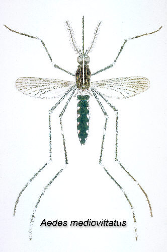 Aedes mediovittatus mosquito is a vector in the transmission of Dengue Fever. From Public Health Image Library (PHIL). [2]
