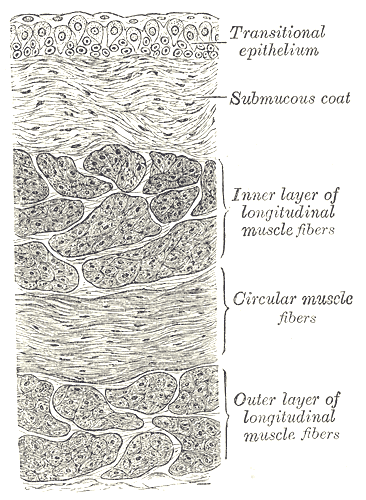 Vertical section of bladder wall.