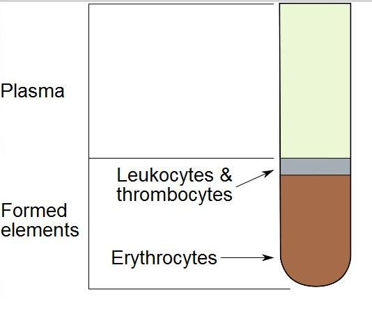 Illu blood components.jpg