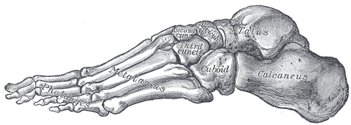 Skeleton of foot. Lateral aspect.