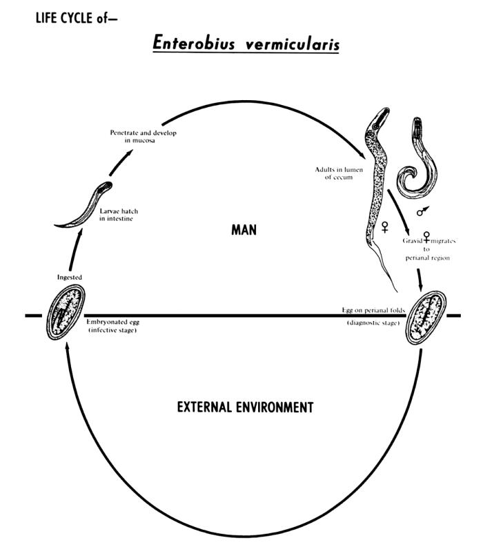 Life cycle of Enterobius vermicularis, otherwise known as the human pinworm. From Public Health Image Library (PHIL). [1]