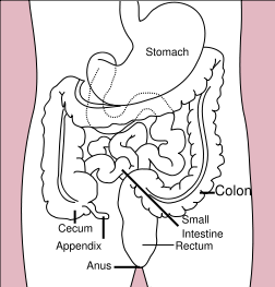 Stomach colon rectum diagram svg.png