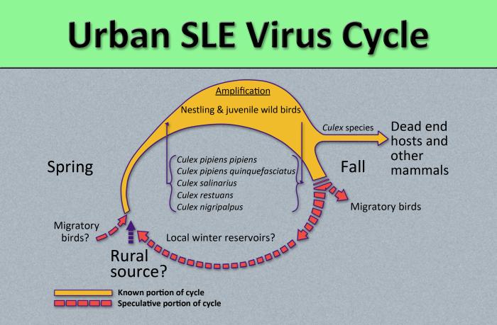 Diagram illustrates the methods by which the arbovirus, St. Louis encephalitis virus (SLEV) reproduces and amplifies itself in urban avian populations, and is subsequently transmitted to dead end hosts including humans and other mammals by a number of Culex spp. mosquitoes. From Public Health Image Library (PHIL). [1]