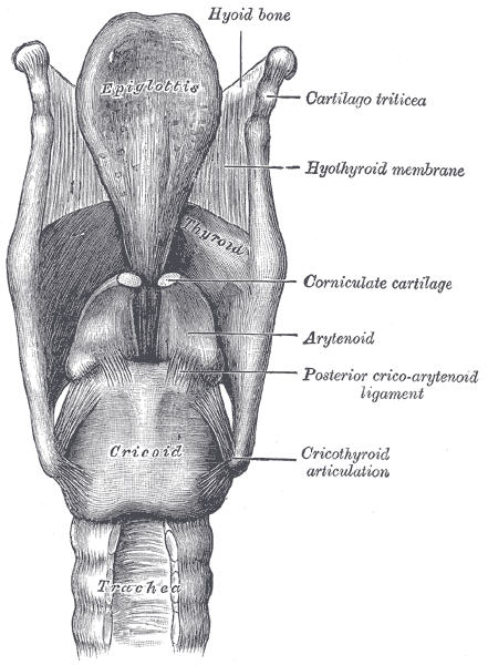Ligaments of the larynx. Posterior view.