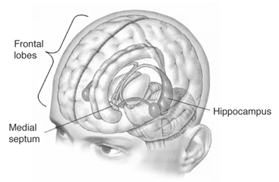 Drawing showing the hippocampus in 3-Space.