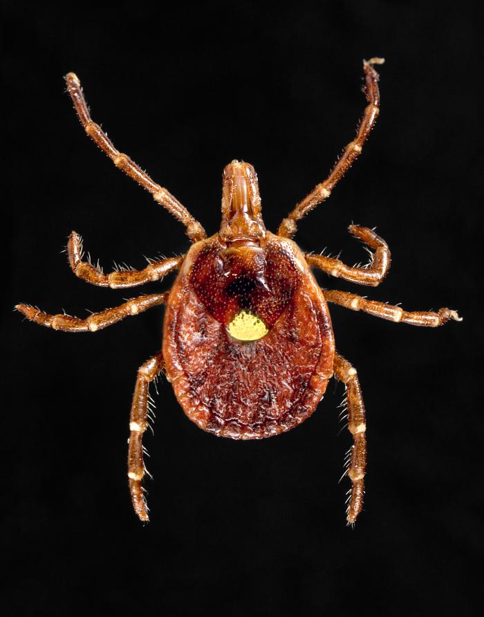 Dorsal view of a female "lone star tick", Amblyomma americanum. From Public Health Image Library (PHIL). [22]
