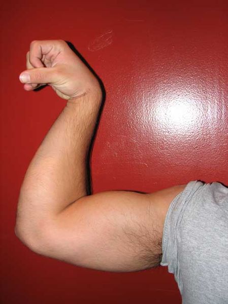 An example of an arm flexed in the pronated position; with the biceps partially contracted.