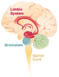 Brain limbicsystem.jpg