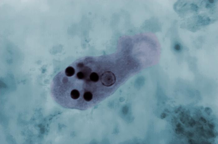 Entamoeba histolytica. Adapted from Public Health Image Library (PHIL). [1]