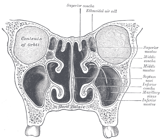 Coronal section of nasal cavities.