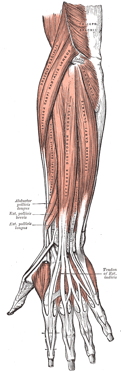 Posterior surface of the forearm. Superficial muscles.
