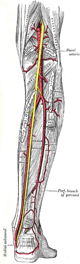 Major arteries of the leg (posterior view)