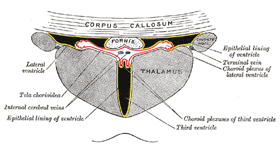 Coronal section of lateral and third ventricles.