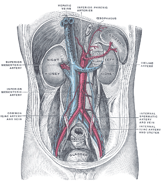 Posterior abdominal wall, after removal of the peritoneum, showing kidneys, suprarenal capsules, and great vessels.