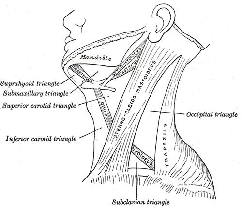 The triangles of the neck.
